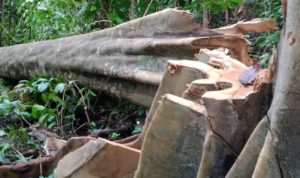 Penebangan pohon secara ilegal di hutan Laru di Desa Kordakel