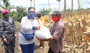 Panen jagung Lantamal VIII OK