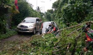 Pohon tumbang di ruas jalan Desa Lemoh yang disingkirkan Babinsa Tombariri, Minahasa